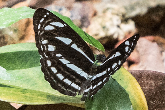 Neptis leucoporos cresina-7177