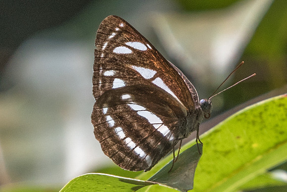 Neptis leucoporos cresina-7215 Uper selectar reservoir 6/10/19
