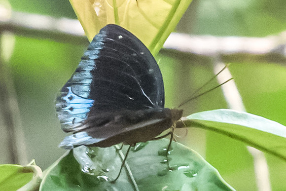 Lexias pardalis dirteana-6993 USR 6/10/19