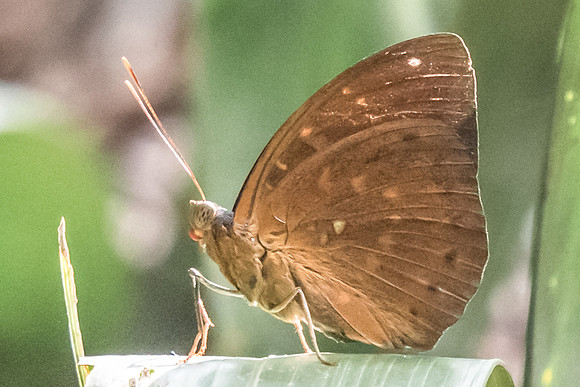 Lexias pardalis dirteana ♂-6991 USR 6/10/19