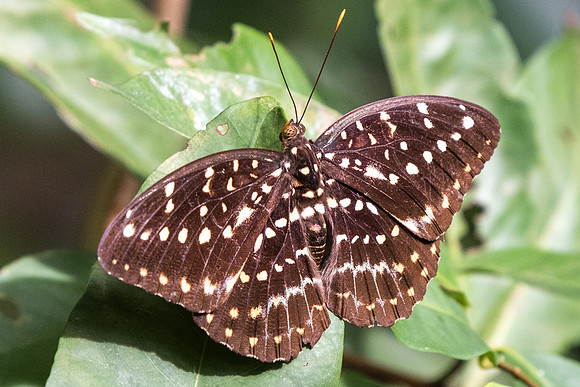 Lexias pardalis dirteana-5287 Dairy Farm - 2/10/19