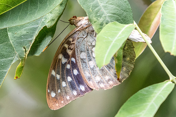 Lexias pardalis dirteana-5296
