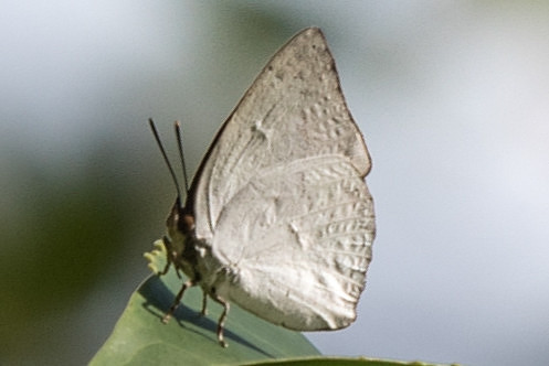Curetis santana malayica-6471