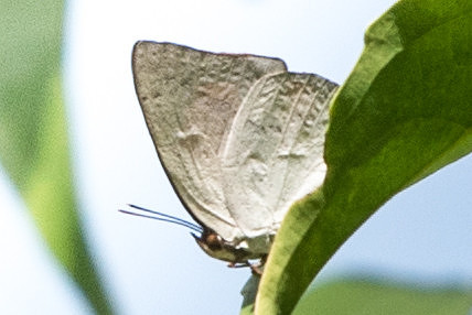 Curetis santana malayica-6466