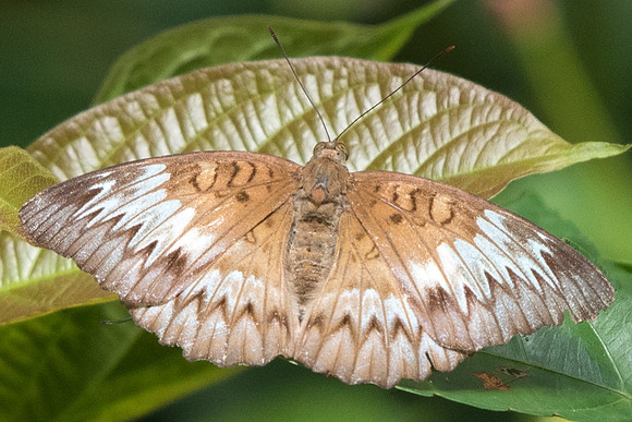 Tanaecia iapis puseda-7566 Dairy farm Singapor 7/10/19
