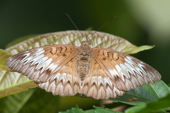 Tanaecia iapis puseda-7573 - Dairy farm - 7/10/19