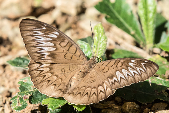 Tanaecia pelea pelea-7092  Uper selectar reservoir 6/10/19
