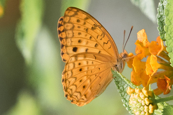 Phalanta phalantha phalantha-4829 - Fort Canning - 30/09/19