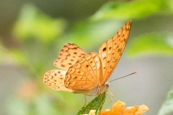 Phalanta phalantha phalantha-4827- Fort Canning 30/09/19