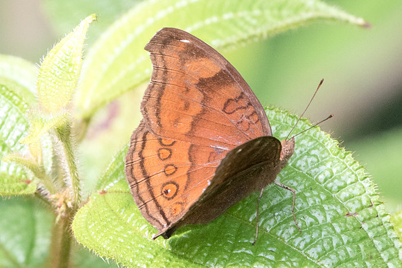 Junonia hedonia ida-5262 -Dairy farm - 2/10/19