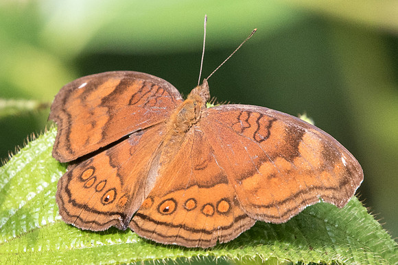 Junonia hedonia ida-5254-Dairy farm - 2/10/19