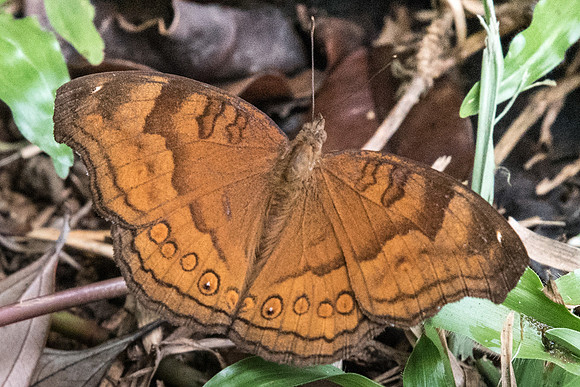 DSC_Junonia hedonia ida Uper selectar reservoir - 6936 - 6/10/19