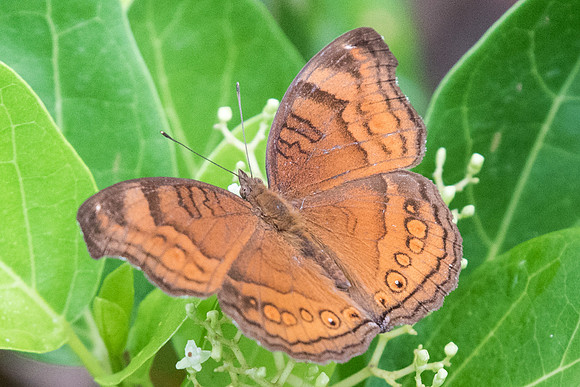 Junonia hedonia ida - 6921 - Uper selectar reservoir -  6/10/19