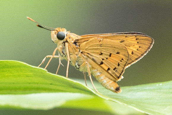 Cephrenes trichopepla-6027