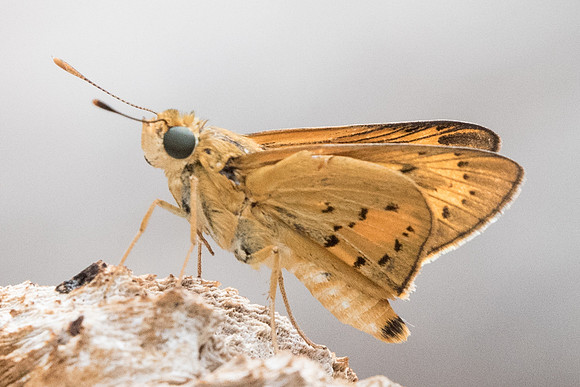 Cephrenes trichopepla-6045 -  Ile de Sentosa - 3/10/19