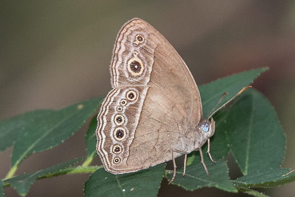 Mycalesis mineus macromalayana-5339