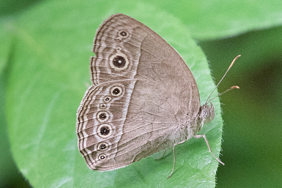 Mycalesis mineus macromalayana-5333 -Dairy farm 2/10/19