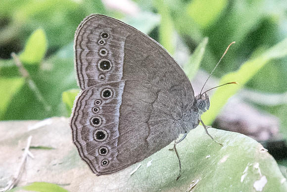 Mycalesis perseus cepheus --6863 - Uper selectar reservoir 6/10/19