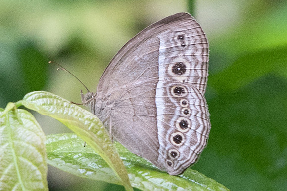 Mycalesis visala phamis-7641 - Dairy farm - 7/10/19