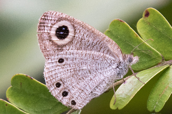 Ypthima huebneri-7464 - Uper selectar reservoir -6/10/19