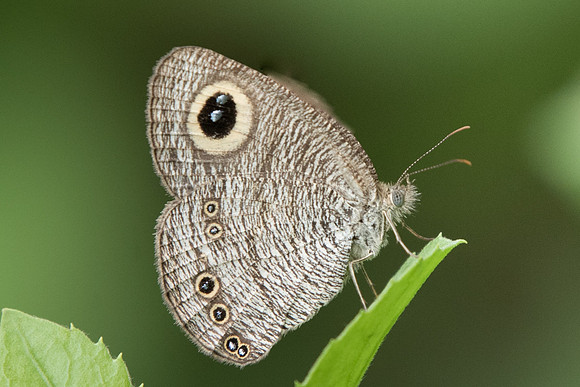 Ypthima horsfieldii humei-7391 - Uper selectar reservoir - 6/10/19
