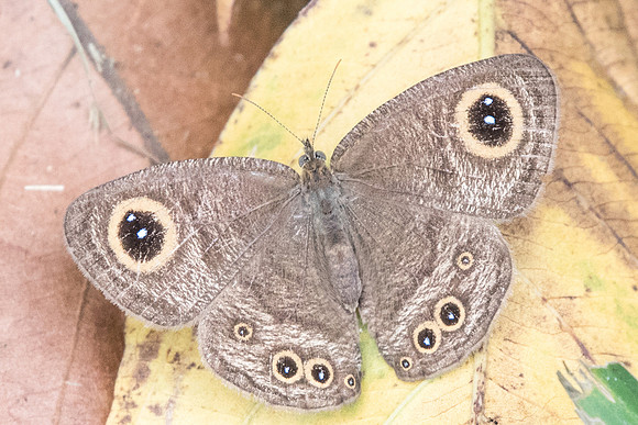 Ypthima horsfieldii humei-2 - Uper selectar reservoir - 6/10/19
