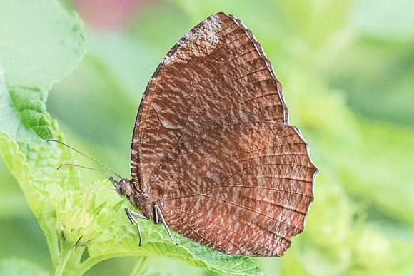 Elymnias hypermnestra agina-5214  - Fort Canning - 2/10/19