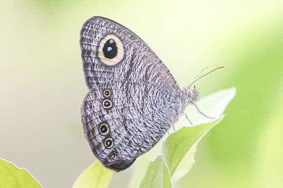 Yphtima horsfieldii humei-6775 - USR - 6/10/19