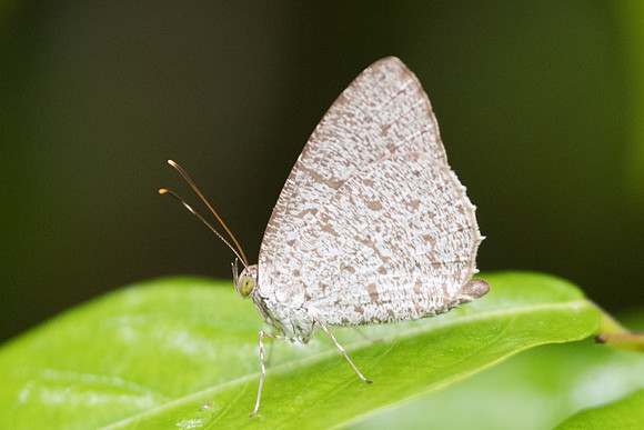 Allotinus sarrastes id--6931 - Khao Phanom Bencha National Park - 27/11/23