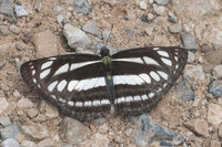 Neptis soma-1723 - Chiang Dao - 16/11/23