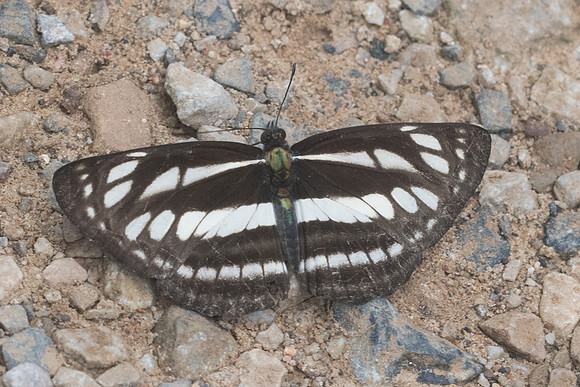 Neptis soma-1723 - Chiang Dao - 16/11/23