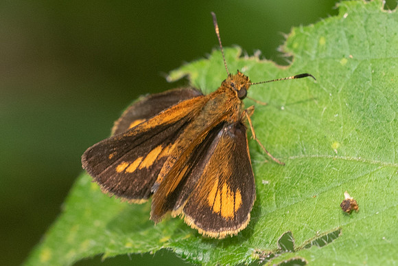 Corticea mendica schwarzi--6967 - Salento - 7/05/19