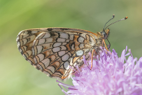 Melitaea diamina ssp vernetensis-4634 - Bolquere - 18/07/23