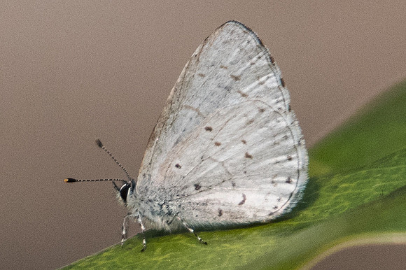 Udara dilecta dilecta-9764 - Doi-Suthep -  7/03/23