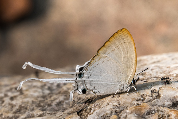 Cheritra freja-0210 - Doi-Suthep - 7/03/23