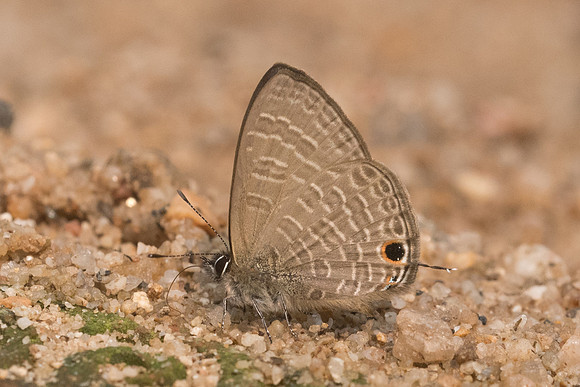 Nacaduba beroe gythion-8453- Chiang Dao  - 11/03/23