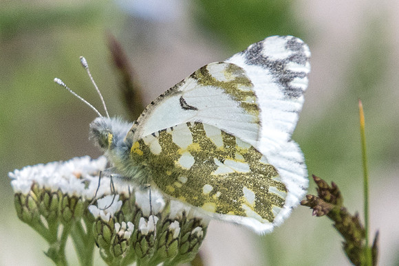 Euchloe simplonia-4396 - Col de la Cayolle - 6/07/21