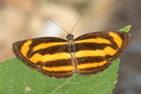 Neptis miah -2707 - Chiang Dao- 20/03/25