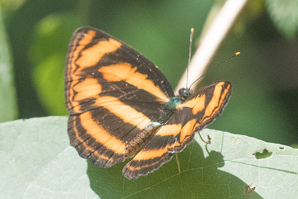 Lasippa heliodore-8305 - Koh Samui - 16/03/23