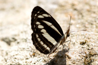 Neptis soma id--4466