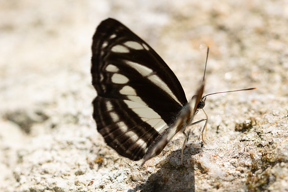 Neptis soma id--4466