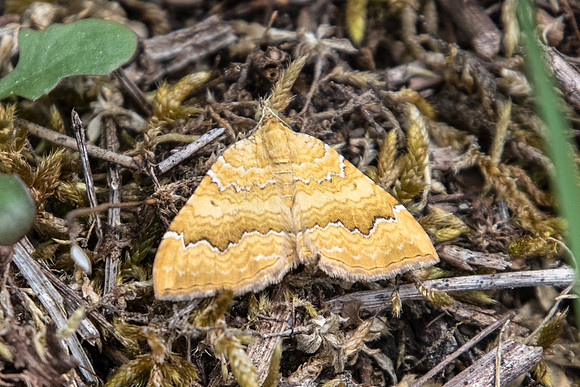Camptogramma bilineata - Fontainebleau