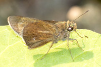 Caltoris cahira-4159 - Doi Inthanon - 24/03/25