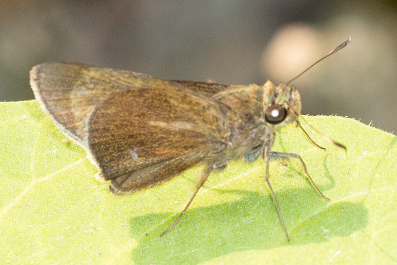 Caltoris cahira-4159 - Doi Inthanon - 24/03/25