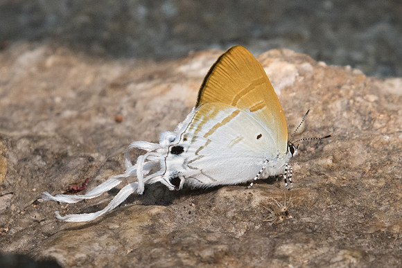 Zeltus amasa-3051 - Doi Suthep - 8/03/23