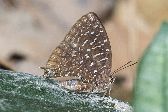 Arhopala democritus democritus-6547 - Doi-Suthep - 27/03/24