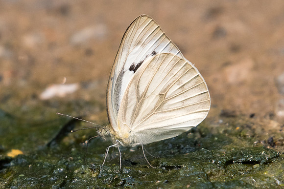 Cepora nerissa dapha-2114 - Chiang Dao - 11/03/23