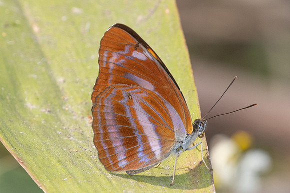 Neptis ananta-2977 - Doi Suthep (1180m) - 21/03/25