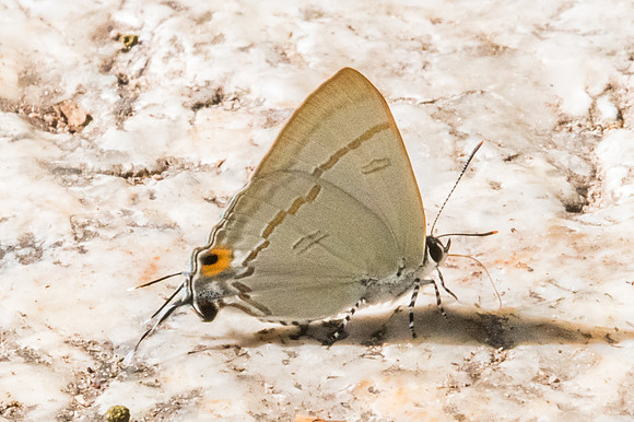 Hypolycaena erylus himavantus-0853 - Doi Suthep 13/11/23