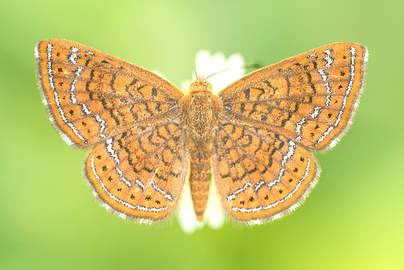 Calephelis sp-1382